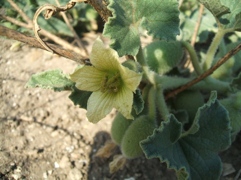 Ecballium elaterium / Cocomero asinino